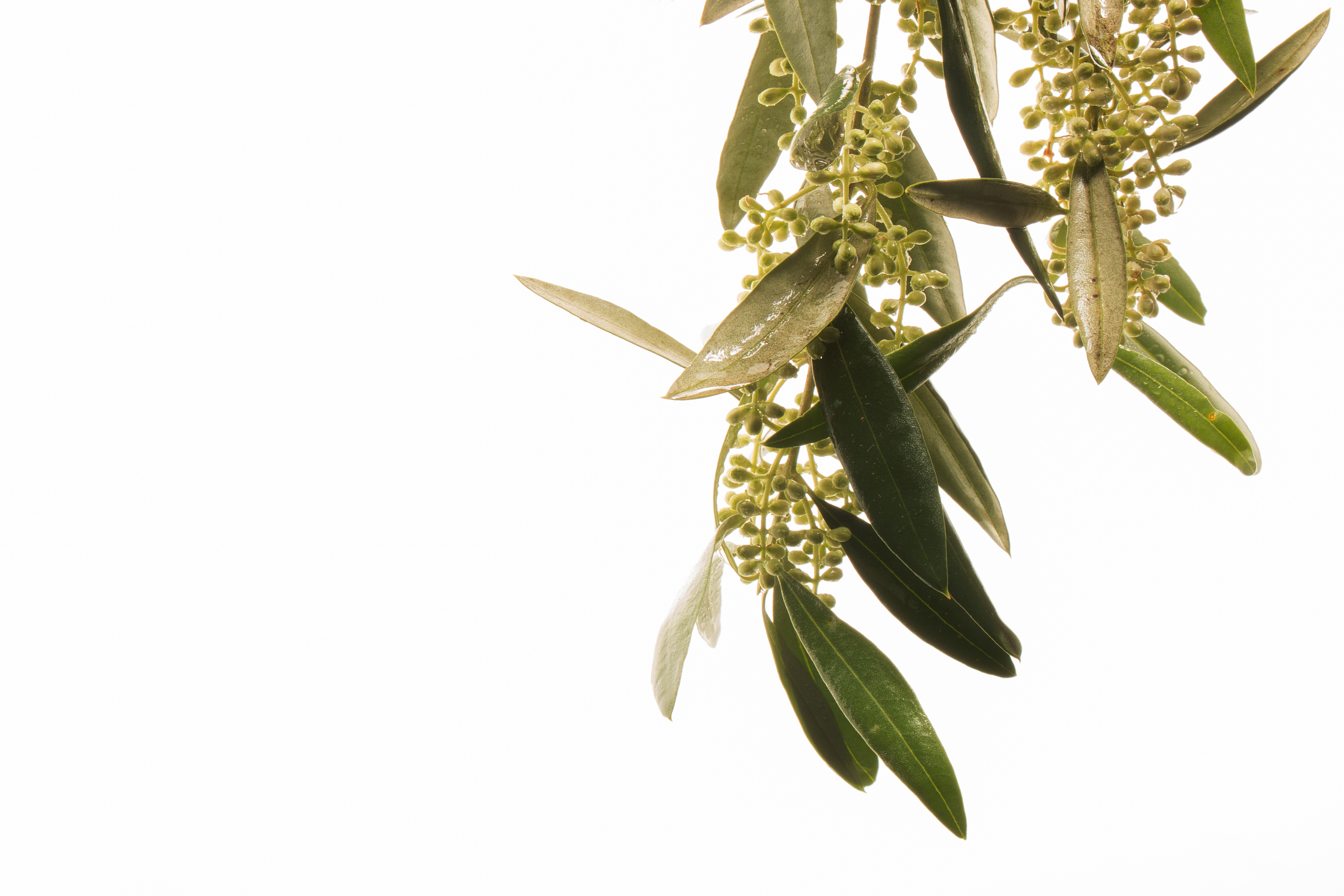 Big Slider Project Image